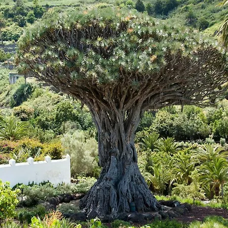 Drago Village * Icod De Los Vinos